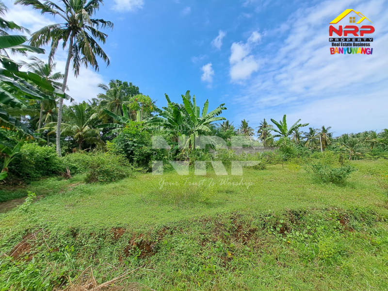 Dijual Tanah Murah Under 100 juta di Klatak - Kalipuro  Dijual Tanah Murah Under 100 juta di Klatak - Kalipuro  Dijual Tanah Murah Under 100 juta di Klatak - Kalipuro&nbsp;
200 meter dari Jl. Denpasar, Klatak&nbsp;

Luas Tanah : 136 NRP BANYUWANGI