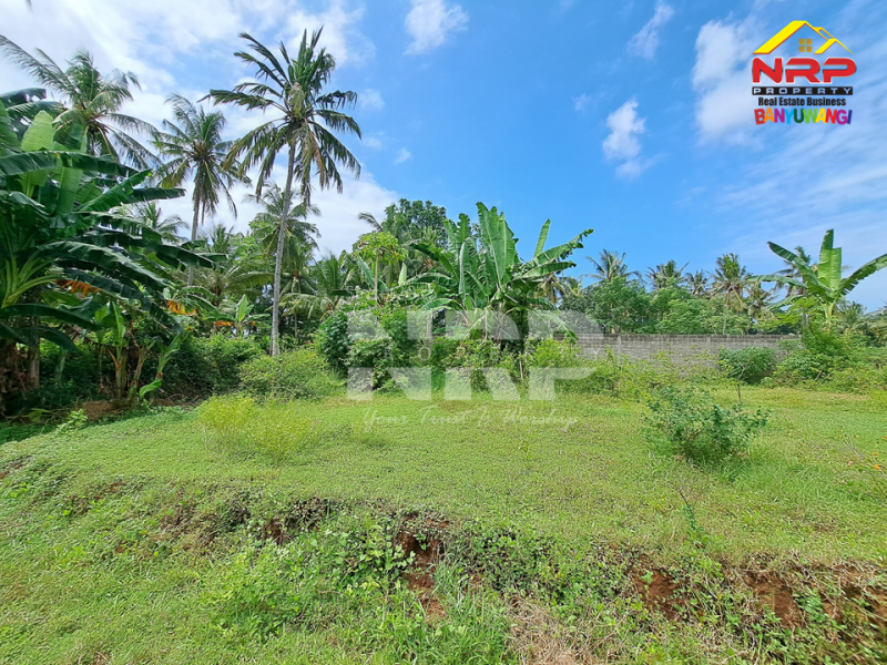 Dijual Tanah Murah Under 100 juta di Klatak - Kalipuro  Dijual Tanah Murah Under 100 juta di Klatak - Kalipuro  Dijual Tanah Murah Under 100 juta di Klatak - Kalipuro&nbsp;
200 meter dari Jl. Denpasar, Klatak&nbsp;

Luas Tanah : 136 NRP BANYUWANGI