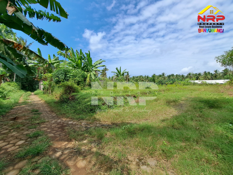 Dijual Tanah Murah Under 100 juta di Klatak - Kalipuro  Dijual Tanah Murah Under 100 juta di Klatak - Kalipuro  Dijual Tanah Murah Under 100 juta di Klatak - Kalipuro&nbsp;
200 meter dari Jl. Denpasar, Klatak&nbsp;

Luas Tanah : 136 NRP BANYUWANGI