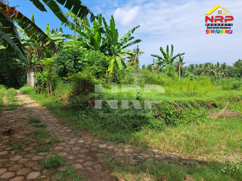 Dijual Tanah Murah Under 100 juta di Klatak - Kalipuro  Dijual Tanah Murah Under 100 juta di Klatak - Kalipuro  Dijual Tanah Murah Under 100 juta di Klatak - Kalipuro&nbsp;
200 meter dari Jl. Denpasar, Klatak&nbsp;

Luas Tanah : 136 NRP BANYUWANGI