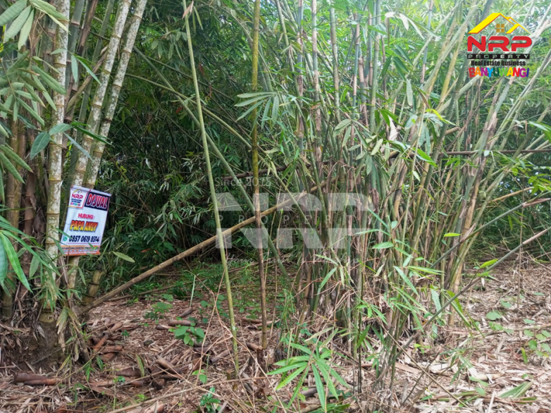 Dijual Tanah Murah Under 100 Jutaan di Tegalsari Banyuwangi  Jual tanah 100 jutaan di Tegalsari Genteng Banyuwangi  Dijual Tanah Murah Under 100 Jutaan di Tegalsari Banyuwangi&nbsp;
500 meter dari Jl. Jendral Sudirman Tegalsari.&nbsp;

Luas Tanah 275 NRP BANYUWANGI