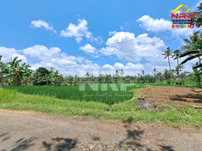Dijual Tanah Persawahan di Desa Licin - Banyuwangi  Dijual Tanah Persawahan di Desa Licin - Banyuwangi  Dijual Tanah Persawahan di Desa Licin - Banyuwangi&nbsp;
0 Meter Jl. Desa Aspal, Bersebelahan dengan Teras Hotel & Kampung Joglo
View Terasiring sawa dan NRP BANYUWANGI