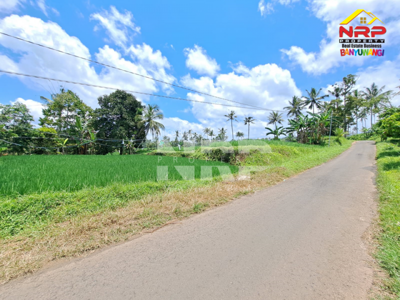 Dijual Tanah Persawahan di Desa Licin - Banyuwangi  Dijual Tanah Persawahan di Desa Licin - Banyuwangi  Dijual Tanah Persawahan di Desa Licin - Banyuwangi&nbsp;
0 Meter Jl. Desa Aspal, Bersebelahan dengan Teras Hotel & Kampung Joglo
View Terasiring sawa dan NRP BANYUWANGI