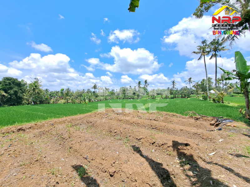 Dijual Tanah Persawahan di Desa Licin - Banyuwangi  Dijual Tanah Persawahan di Desa Licin - Banyuwangi  Dijual Tanah Persawahan di Desa Licin - Banyuwangi&nbsp;
0 Meter Jl. Desa Aspal, Bersebelahan dengan Teras Hotel & Kampung Joglo
View Terasiring sawa dan NRP BANYUWANGI