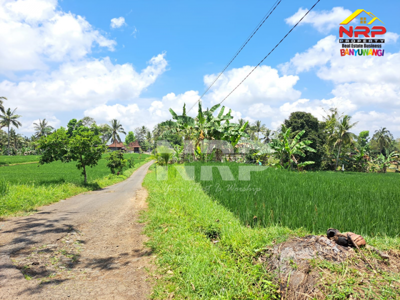 Dijual Tanah Persawahan di Desa Licin - Banyuwangi  Dijual Tanah Persawahan di Desa Licin - Banyuwangi  Dijual Tanah Persawahan di Desa Licin - Banyuwangi&nbsp;
0 Meter Jl. Desa Aspal, Bersebelahan dengan Teras Hotel & Kampung Joglo
View Terasiring sawa dan NRP BANYUWANGI