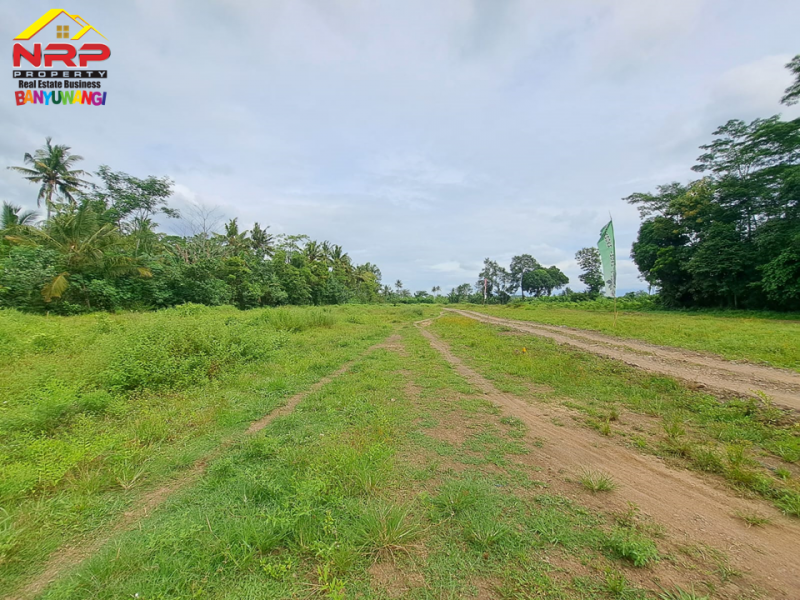 Dijual Tanah Perumahan Strategis  di Desa Wisata Gintangan - Banyuwangi  Dijual Tanah Perumahan Strategis  di Desa Wisata Gintangan - Banyuwangi  Dijual Tanah Perumahan Strategis&nbsp; di Desa Wisata Gintangan - Banyuwangi&nbsp;
Terdapat Bangunan Rumah Percontohan 1 Unit.&nbsp;
Dekat dengan Fasilitas NRP BANYUWANGI