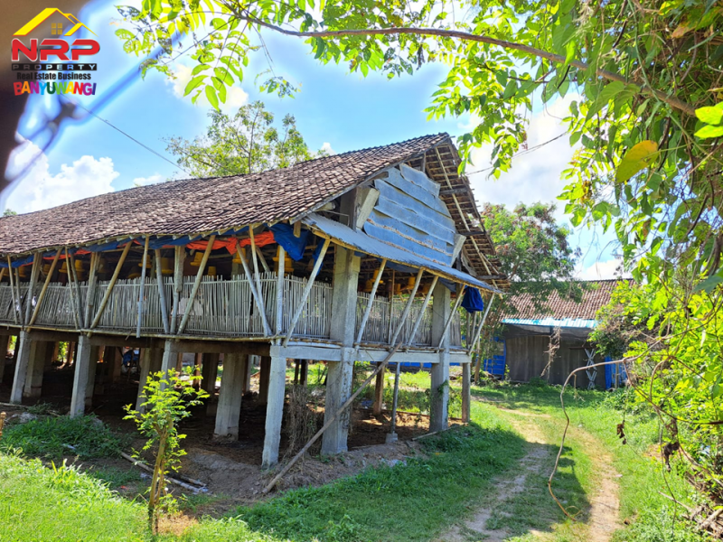 Dijual Tanah Produktif di Ds. Watukebo, Blimbingsari - Bwi Dijual Tanah Produktif di Ds. Watukebo, Blimbingsari - Bwi Dijual Tanah Produktif di Ds. Watukebo, Blimbingsari - Bwi
Tepi Jalan Lintas Selatan Banyuwangi. Irigasi lancar, Akses Roda 4.
Sangat Cocok usaha pertanian NRP BANYUWANGI