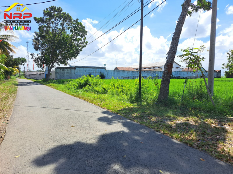 Dijual Tanah Produktif di Ds. Watukebo, Blimbingsari - Bwi Dijual Tanah Produktif di Ds. Watukebo, Blimbingsari - Bwi Dijual Tanah Produktif di Ds. Watukebo, Blimbingsari - Bwi
Tepi Jalan Lintas Selatan Banyuwangi. Irigasi lancar, Akses Roda 4.
Sangat Cocok usaha pertanian NRP BANYUWANGI