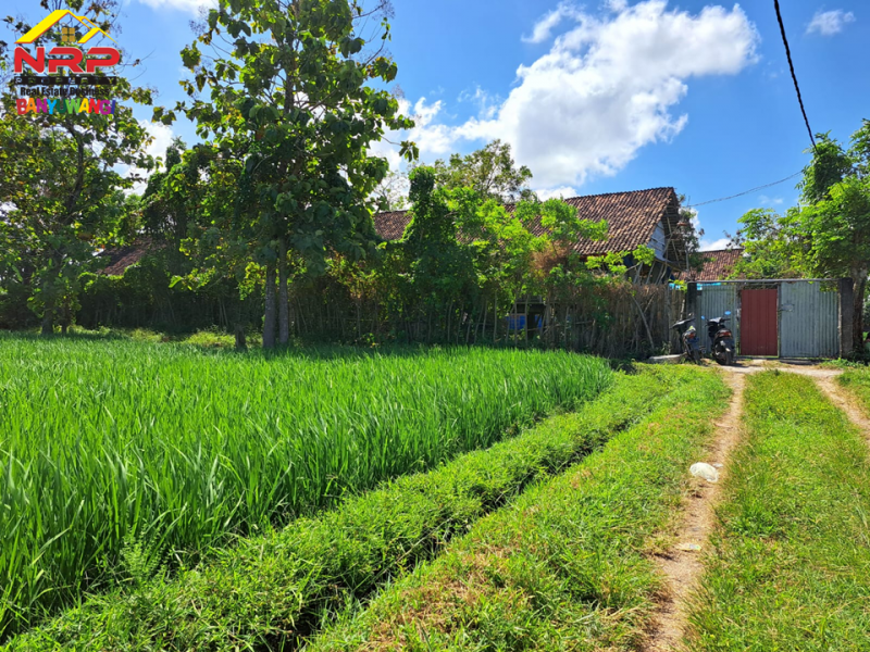 Dijual Tanah Produktif di Ds. Watukebo, Blimbingsari - Bwi Dijual Tanah Produktif di Ds. Watukebo, Blimbingsari - Bwi Dijual Tanah Produktif di Ds. Watukebo, Blimbingsari - Bwi
Tepi Jalan Lintas Selatan Banyuwangi. Irigasi lancar, Akses Roda 4.
Sangat Cocok usaha pertanian NRP BANYUWANGI