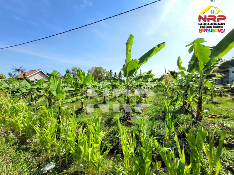 Dijual tanah produktif di Kertosari - Banyuwangi  Dijual tanah produktif di Kertosari - Banyuwangi  Dijual tanah produktif di Kertosari - Banyuwangi&nbsp;
Berada di tengah kota, lahan subur, akses jalan sudah ada.&nbsp;

LT. 2.000 NRP BANYUWANGI