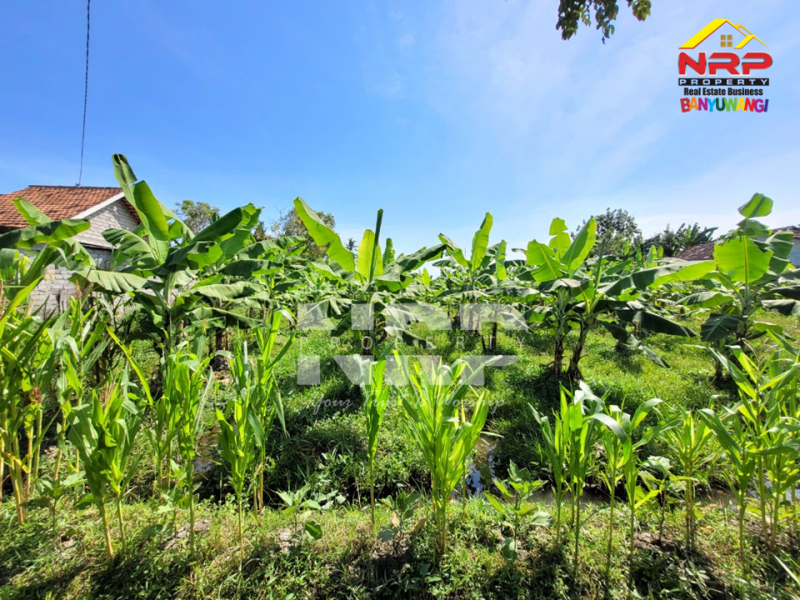 Dijual tanah produktif di Kertosari - Banyuwangi  Dijual tanah produktif di Kertosari - Banyuwangi  Dijual tanah produktif di Kertosari - Banyuwangi&nbsp;
Berada di tengah kota, lahan subur, akses jalan sudah ada.&nbsp;

LT. 2.000 NRP BANYUWANGI