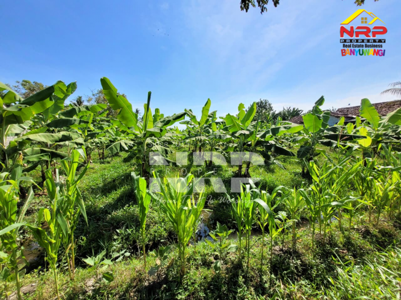 Dijual tanah produktif di Kertosari - Banyuwangi  Dijual tanah produktif di Kertosari - Banyuwangi  Dijual tanah produktif di Kertosari - Banyuwangi&nbsp;
Berada di tengah kota, lahan subur, akses jalan sudah ada.&nbsp;

LT. 2.000 NRP BANYUWANGI
