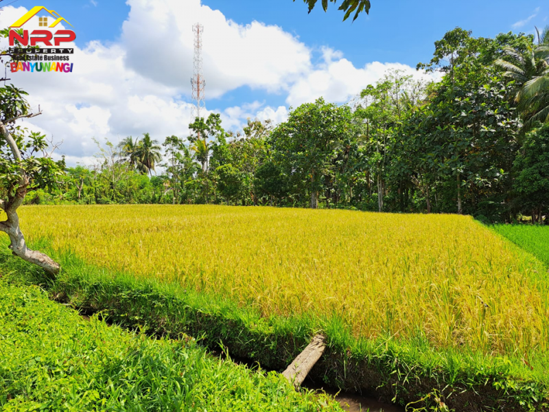 Dijual Tanah Prospek di dekat Calon Kampus ITS NU Banyuwangi  Dijual Tanah Prospek di dekat Calon Kampus ITS NU Banyuwangi  Dijual Tanah Prospek di dekat Calon Kampus ITS NU Banyuwangi
Cocok untuk pertanian, gudang, pabrik, hunian atau rumah kos dll.
Akses tepi Jalan Aspal.

LT. NRP BANYUWANGI