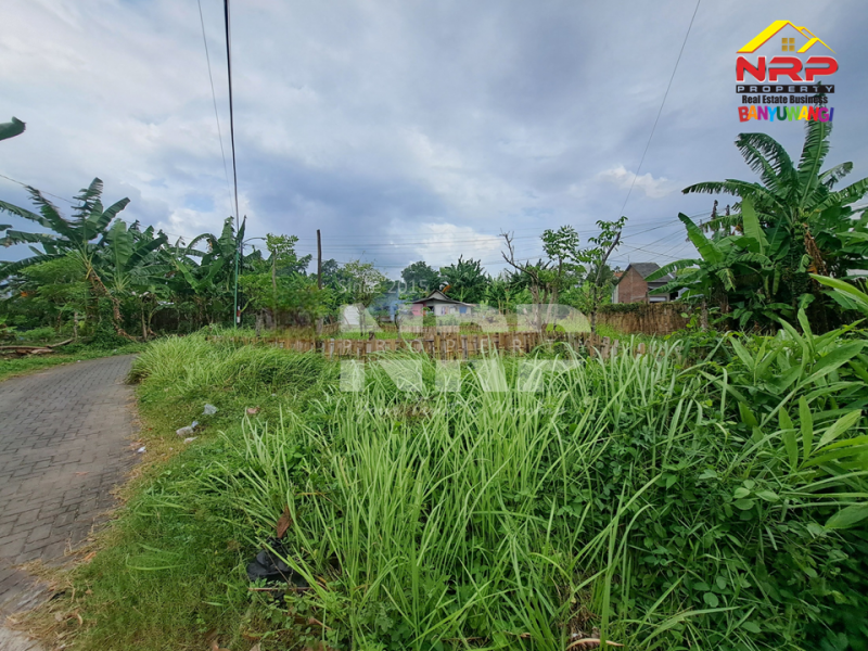 Dijual Tanah Prospek di Kawasan Perumahan Tengah Kota  - Banyuwangi  Dijual tanah murah di banyuwangi kota  Dijual Tanah Prospek di Kawasan Perumahan Tengah Kota&nbsp; - Banyuwangi&nbsp;
Berada di depan pintu Perumahan area Kebalenan, Cocok untuk cafe, toko grosir, NRP BANYUWANGI