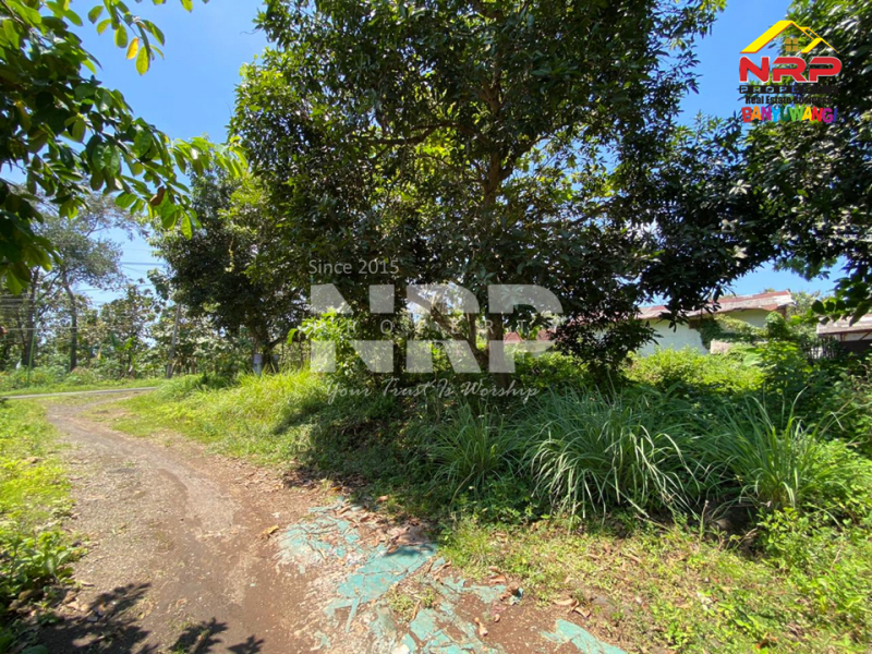 Dijual Tanah Prospek di Tepi Jl.Benelan Lor,  Kabat - Banyuwangi Dijual Tanah Prospek di Tepi Jl.Benelan Lor,  Kabat - Banyuwangi Dijual Tanah Prospek di Tepi Jl.Benelan Lor,&nbsp; Kabat - Banyuwangi
Lokasi Sangat Strategis Untuk Gudang maupun Industri
Akses Kendaraan Besar ( Tronton / NRP BANYUWANGI