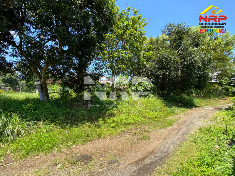 Dijual Tanah Prospek di Tepi Jl.Benelan Lor,  Kabat - Banyuwangi Dijual Tanah Prospek di Tepi Jl.Benelan Lor,  Kabat - Banyuwangi Dijual Tanah Prospek di Tepi Jl.Benelan Lor,&nbsp; Kabat - Banyuwangi
Lokasi Sangat Strategis Untuk Gudang maupun Industri
Akses Kendaraan Besar ( Tronton / NRP BANYUWANGI