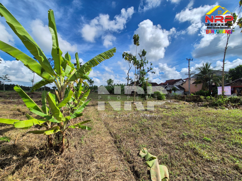 Dijual Tanah Sangat Luas sudah kering di Dadapan - Banyuwangi  Dijual Tanah Sangat Luas sudah kering di Dadapan - Banyuwangi  Dijual Tanah Sangat Luas sudah kering di Dadapan - Banyuwangi&nbsp;
Dekat dengan kawasan wisata Banyuwangi Park,Dekat dengan Fasilitas Pendidikan ternama NRP BANYUWANGI
