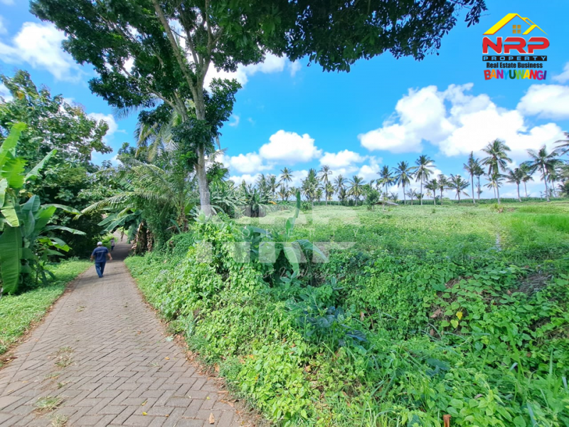 Dijual Tanah Sawah 150ribuan/ Meter tepi Jl. Mas Wagio Paspan, Glagah  Dijual Tanah Sawah 150ribuan/ Meter tepi Jl. Mas Wagio Paspan, Glagah  Dijual Tanah Sawah 150ribuan/ Meter tepi Jl. Mas Wagio Paspan, Glagah&nbsp;
Akses Jl. Roda 4 Paving.&nbsp; View Persawahan, Irigasi lancar,&nbsp;

LT : NRP BANYUWANGI