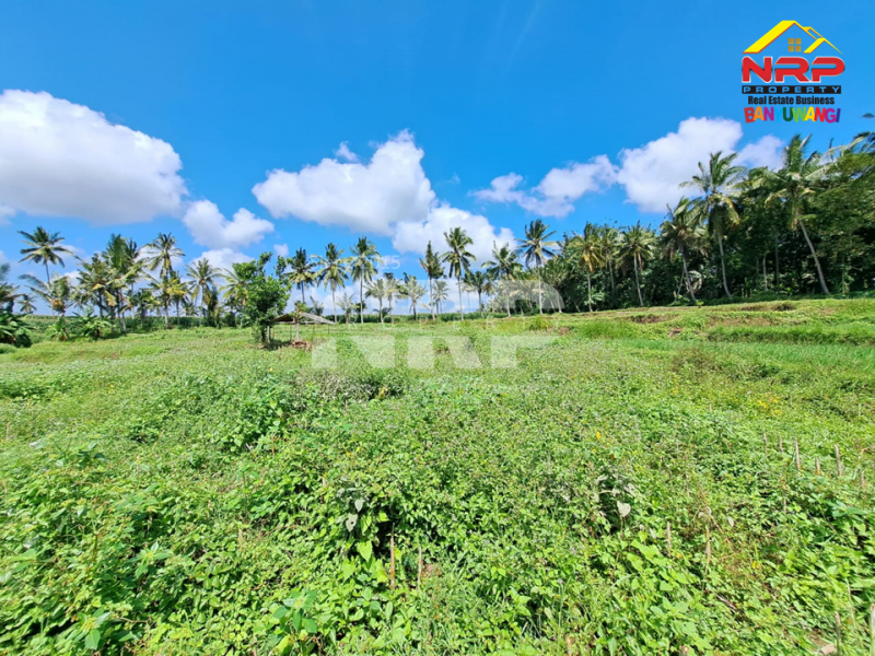 Dijual Tanah Sawah 150ribuan/ Meter tepi Jl. Mas Wagio Paspan, Glagah  Dijual Tanah Sawah 150ribuan/ Meter tepi Jl. Mas Wagio Paspan, Glagah  Dijual Tanah Sawah 150ribuan/ Meter tepi Jl. Mas Wagio Paspan, Glagah&nbsp;
Akses Jl. Roda 4 Paving.&nbsp; View Persawahan, Irigasi lancar,&nbsp;

LT : NRP BANYUWANGI