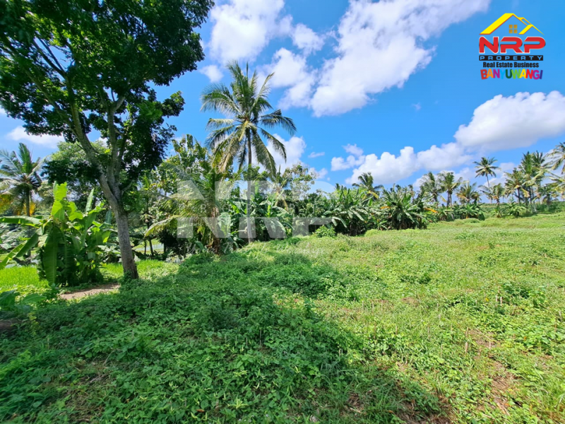 Dijual Tanah Sawah 150ribuan/ Meter tepi Jl. Mas Wagio Paspan, Glagah  Dijual Tanah Sawah 150ribuan/ Meter tepi Jl. Mas Wagio Paspan, Glagah  Dijual Tanah Sawah 150ribuan/ Meter tepi Jl. Mas Wagio Paspan, Glagah&nbsp;
Akses Jl. Roda 4 Paving.&nbsp; View Persawahan, Irigasi lancar,&nbsp;

LT : NRP BANYUWANGI