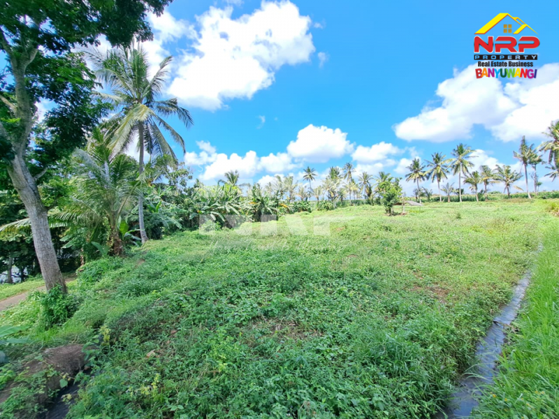 Dijual Tanah Sawah 150ribuan/ Meter tepi Jl. Mas Wagio Paspan, Glagah  Dijual Tanah Sawah 150ribuan/ Meter tepi Jl. Mas Wagio Paspan, Glagah  Dijual Tanah Sawah 150ribuan/ Meter tepi Jl. Mas Wagio Paspan, Glagah&nbsp;
Akses Jl. Roda 4 Paving.&nbsp; View Persawahan, Irigasi lancar,&nbsp;

LT : NRP BANYUWANGI