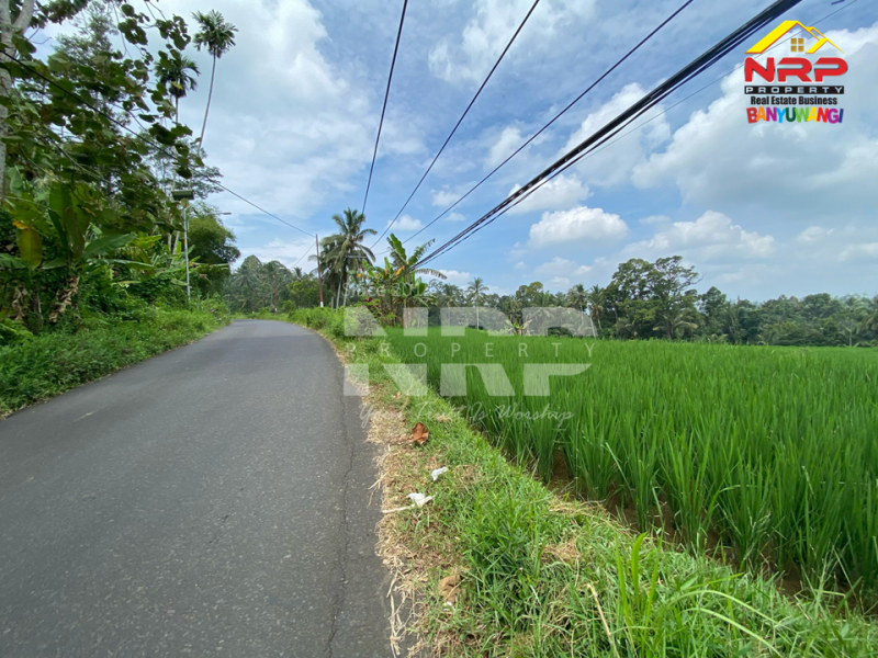 Dijual Tanah Sawah Dengan View Cantik Murah Di Licin, Banyuwangi  Dijual Tanah Sawah Dengan View Cantik Murah Di Licin, Banyuwangi  Dijual Tanah Sawah Dengan View Cantik Murah Di Licin, Banyuwangi&nbsp;
Sangat cocok untuk Investasi, Vila , Resort dll.
View Pegunungan dan Sawah NRP BANYUWANGI