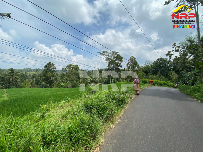 Dijual Tanah Sawah Dengan View Cantik Murah Di Licin, Banyuwangi  Dijual Tanah Sawah Dengan View Cantik Murah Di Licin, Banyuwangi  Dijual Tanah Sawah Dengan View Cantik Murah Di Licin, Banyuwangi&nbsp;
Sangat cocok untuk Investasi, Vila , Resort dll.
View Pegunungan dan Sawah NRP BANYUWANGI