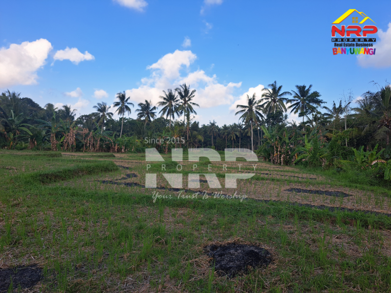 Dijual Tanah Sawah di Glagah Banyuwangi  Dijual Tanah Sawah di Glagah Banyuwangi  Dijual Tanah Sawah di Glagah Banyuwangi&nbsp;
Akses jalan motor, dekat dengan sungai (irigasi lancar), produktif ditanami padi.&nbsp;
Peluang investasi , NRP BANYUWANGI
