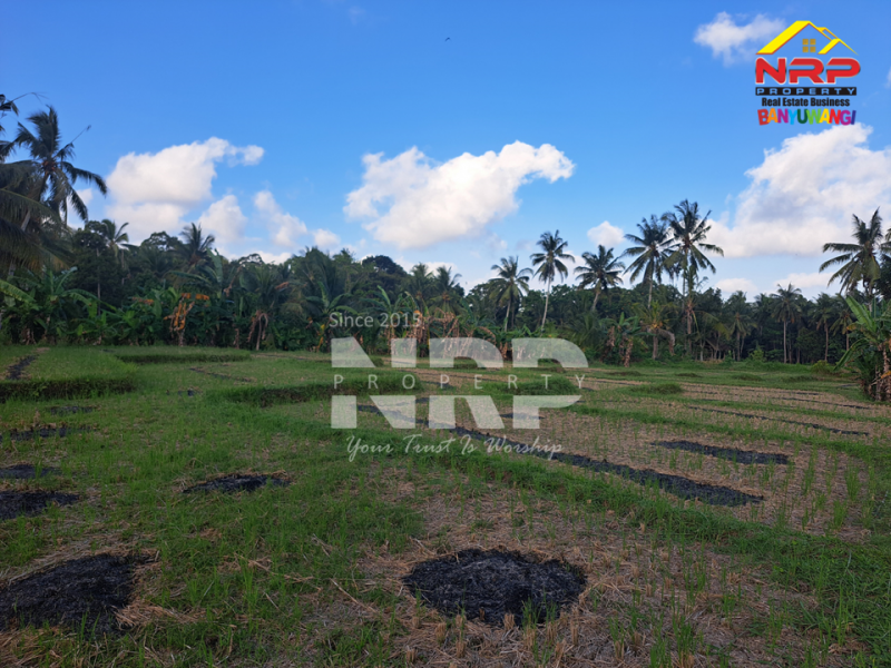 Dijual Tanah Sawah di Glagah Banyuwangi  Dijual Tanah Sawah di Glagah Banyuwangi  Dijual Tanah Sawah di Glagah Banyuwangi&nbsp;
Akses jalan motor, dekat dengan sungai (irigasi lancar), produktif ditanami padi.&nbsp;
Peluang investasi , NRP BANYUWANGI