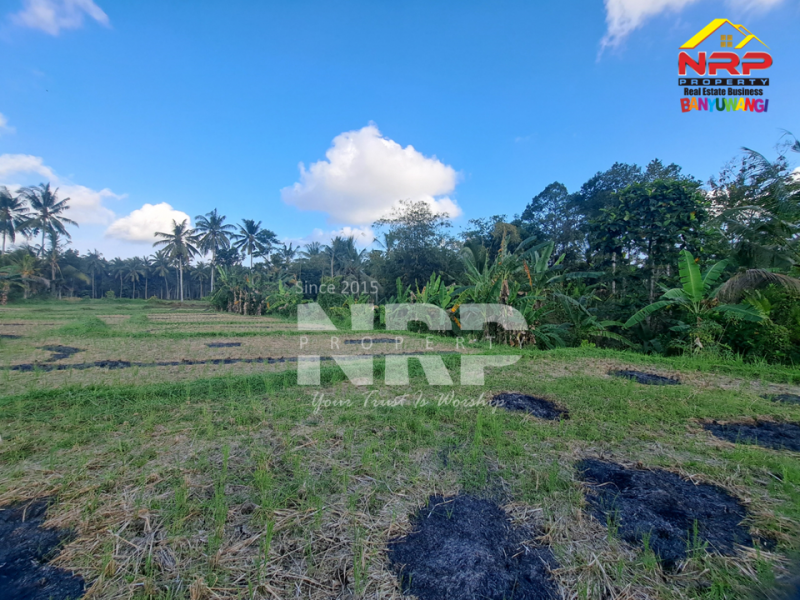 Dijual Tanah Sawah di Glagah Banyuwangi  Dijual Tanah Sawah di Glagah Banyuwangi  Dijual Tanah Sawah di Glagah Banyuwangi&nbsp;
Akses jalan motor, dekat dengan sungai (irigasi lancar), produktif ditanami padi.&nbsp;
Peluang investasi , NRP BANYUWANGI
