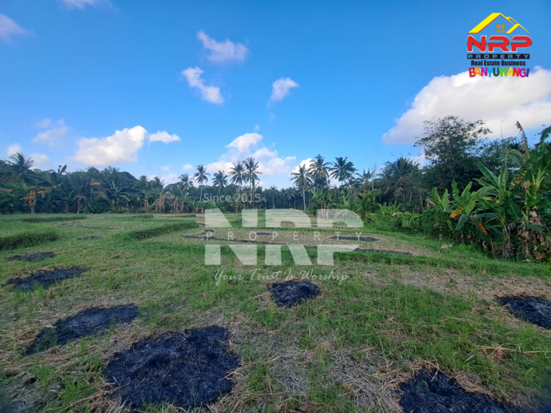 Dijual Tanah Sawah di Glagah Banyuwangi  Dijual Tanah Sawah di Glagah Banyuwangi  Dijual Tanah Sawah di Glagah Banyuwangi&nbsp;
Akses jalan motor, dekat dengan sungai (irigasi lancar), produktif ditanami padi.&nbsp;
Peluang investasi , NRP BANYUWANGI