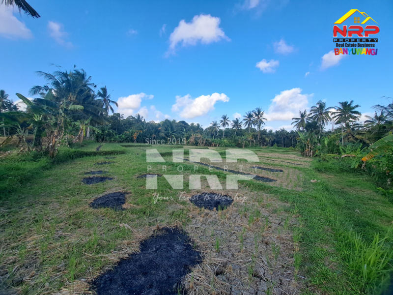 Dijual Tanah Sawah di Glagah Banyuwangi  Dijual Tanah Sawah di Glagah Banyuwangi  Dijual Tanah Sawah di Glagah Banyuwangi&nbsp;
Akses jalan motor, dekat dengan sungai (irigasi lancar), produktif ditanami padi.&nbsp;
Peluang investasi , NRP BANYUWANGI
