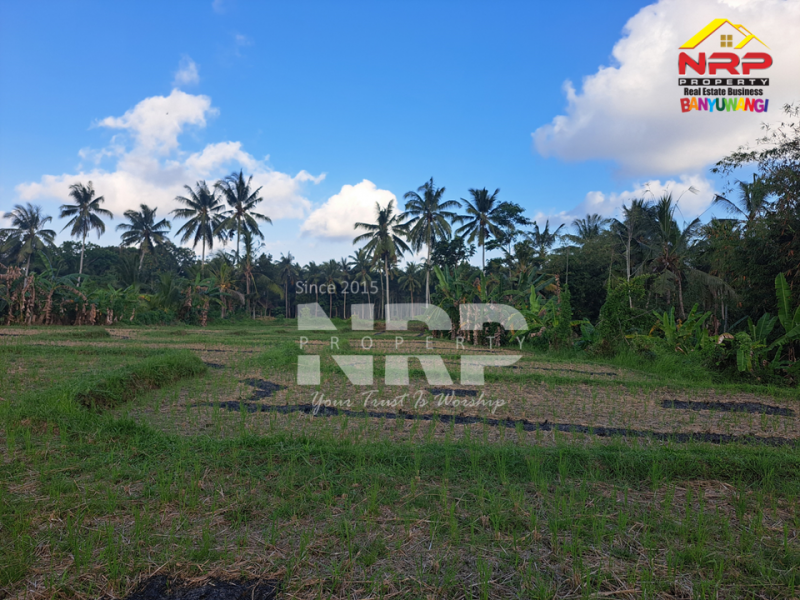 Dijual Tanah Sawah di Glagah Banyuwangi  Dijual Tanah Sawah di Glagah Banyuwangi  Dijual Tanah Sawah di Glagah Banyuwangi&nbsp;
Akses jalan motor, dekat dengan sungai (irigasi lancar), produktif ditanami padi.&nbsp;
Peluang investasi , NRP BANYUWANGI