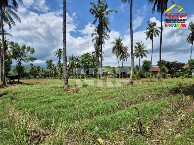 Dijual Tanah Sawah di Ketapang - Banyuwangi Dijual Tanah Sawah di Ketapang - Banyuwangi Dijual Tanah Sawah di Ketapang - Banyuwangi
Loksi dekat Stasiun Ketapang&nbsp;

Luas Tanah : 12.810 m2 NRP BANYUWANGI