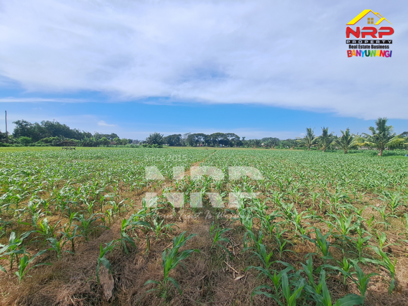 Dijual Tanah Sawah di Ketapang - Banyuwangi Dijual Tanah Sawah di Ketapang - Banyuwangi Dijual Tanah Sawah di Ketapang - Banyuwangi
Loksi dekat jalan lingkar ketapang. Sudah ada irigasi untuk pengairan.&nbsp;
Akses jalan setapak.View bukit dan NRP BANYUWANGI