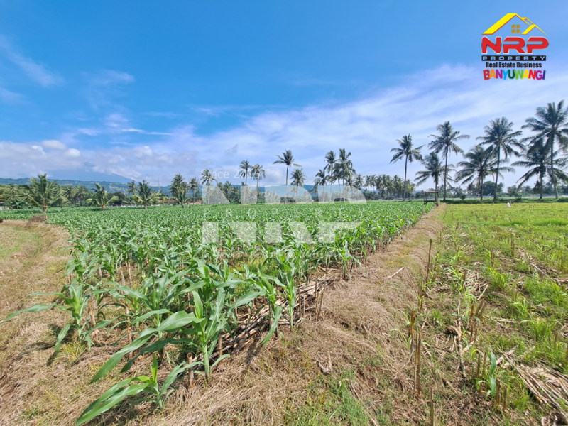 Dijual Tanah Sawah di Ketapang - Banyuwangi Dijual Tanah Sawah di Ketapang - Banyuwangi Dijual Tanah Sawah di Ketapang - Banyuwangi
Loksi dekat jalan lingkar ketapang. Sudah ada irigasi untuk pengairan.&nbsp;
Akses jalan setapak.View bukit dan NRP BANYUWANGI