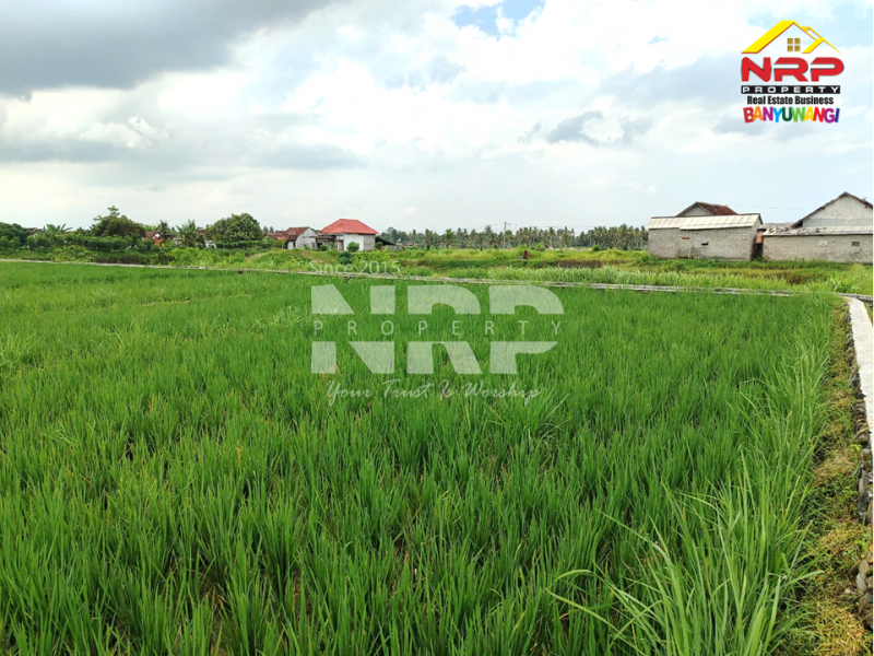 DIJUAL TANAH SAWAH DI KUMENDUNG, MUNCAR BANYUWANGI  DIJUAL TANAH SAWAH DI KUMENDUNG, MUNCAR BANYUWANGI  DIJUAL TANAH SAWAH DI KUMENDUNG, MUNCAR BANYUWANGI&nbsp;
Punya lahan sawah di kawasan produktif? Ini peluangnya
Berlokasi di Kumendung &ndash; Muncar, NRP BANYUWANGI