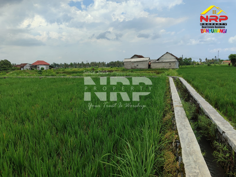 DIJUAL TANAH SAWAH DI KUMENDUNG, MUNCAR BANYUWANGI  DIJUAL TANAH SAWAH DI KUMENDUNG, MUNCAR BANYUWANGI  DIJUAL TANAH SAWAH DI KUMENDUNG, MUNCAR BANYUWANGI&nbsp;
Punya lahan sawah di kawasan produktif? Ini peluangnya
Berlokasi di Kumendung &ndash; Muncar, NRP BANYUWANGI
