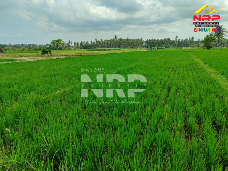 DIJUAL TANAH SAWAH DI KUMENDUNG, MUNCAR BANYUWANGI  DIJUAL TANAH SAWAH DI KUMENDUNG, MUNCAR BANYUWANGI  DIJUAL TANAH SAWAH DI KUMENDUNG, MUNCAR BANYUWANGI&nbsp;
Punya lahan sawah di kawasan produktif? Ini peluangnya
Berlokasi di Kumendung &ndash; Muncar, NRP BANYUWANGI