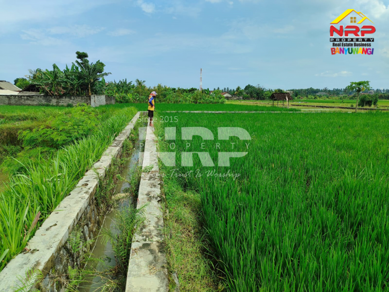 DIJUAL TANAH SAWAH DI KUMENDUNG, MUNCAR BANYUWANGI  DIJUAL TANAH SAWAH DI KUMENDUNG, MUNCAR BANYUWANGI  DIJUAL TANAH SAWAH DI KUMENDUNG, MUNCAR BANYUWANGI&nbsp;
Punya lahan sawah di kawasan produktif? Ini peluangnya
Berlokasi di Kumendung &ndash; Muncar, NRP BANYUWANGI