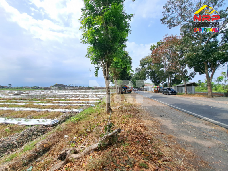 Dijual Tanah Sawah di Tepi Jl. Jember - Banyuwangi  Dijual Tanah Sawah di Tepi Jl. Jember - Banyuwangi  Dijual Tanah Sawah di Tepi Jl. Jember - Banyuwangi&nbsp;
Lokasi strategis Berada di dekat Mitra Swalayan Rogojampi&nbsp;

Luas Tanah : 24.105 M2 NRP BANYUWANGI