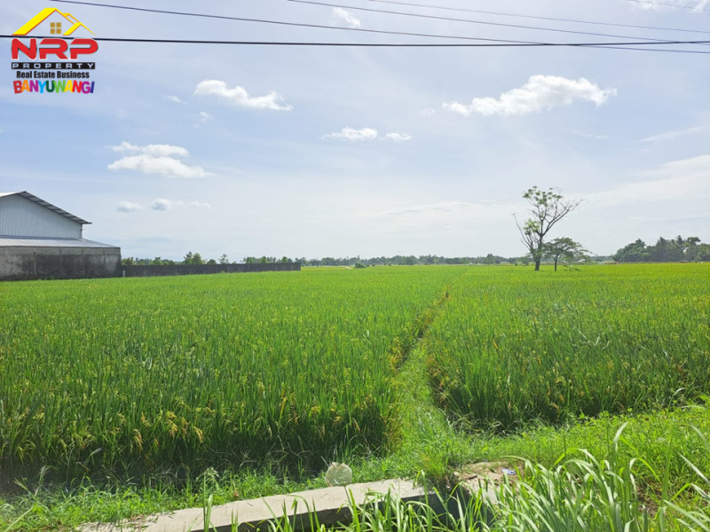 Dijual Tanah Sawah di Tepi Jl. Jember - Banyuwangi  Dijual Tanah Sawah di Tepi Jl. Jember - Banyuwangi  Dijual Tanah Sawah di Tepi Jl. Jember - Banyuwangi&nbsp;
Lokasi strategis Berada di Depan RSNU Mangir Banyuwangi.&nbsp;

Luas Tanah : 5000 M2 SHM
Dimensi NRP BANYUWANGI