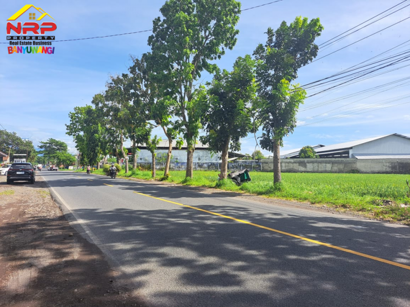 Dijual Tanah Sawah di Tepi Jl. Jember - Banyuwangi  Dijual Tanah Sawah di Tepi Jl. Jember - Banyuwangi  Dijual Tanah Sawah di Tepi Jl. Jember - Banyuwangi&nbsp;
Lokasi strategis Berada di Depan RSNU Mangir Banyuwangi.&nbsp;

Luas Tanah : 5000 M2 SHM
Dimensi NRP BANYUWANGI