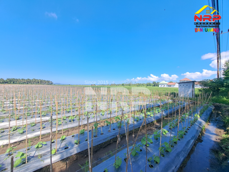 Dijual Tanah Sawah di Tepi Jl. Srono - Banyuwangi  Dijual Tanah Sawah di Tepi Jl. Srono - Banyuwangi  Dijual Tanah Sawah di Tepi Jl. Srono - Banyuwangi&nbsp;
Lokasi strategis Berada dekat dengan SPBU dan Klinik

Luas Tanah : 6.900 M2 NRP BANYUWANGI