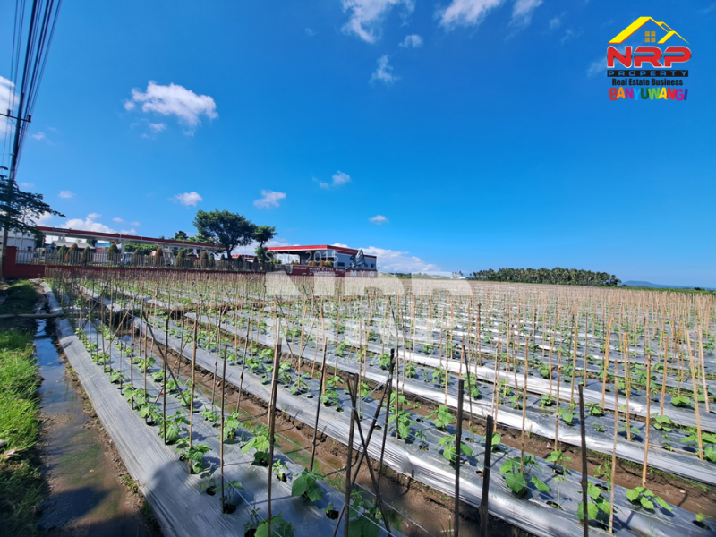Dijual Tanah Sawah di Tepi Jl. Srono - Banyuwangi  Dijual Tanah Sawah di Tepi Jl. Srono - Banyuwangi  Dijual Tanah Sawah di Tepi Jl. Srono - Banyuwangi&nbsp;
Lokasi strategis Berada dekat dengan SPBU dan Klinik

Luas Tanah : 6.900 M2 NRP BANYUWANGI