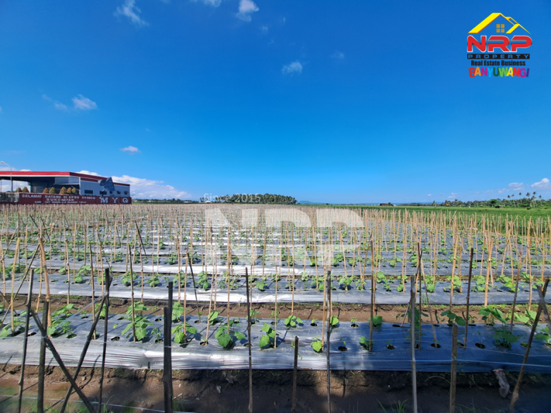 Dijual Tanah Sawah di Tepi Jl. Srono - Banyuwangi  Dijual Tanah Sawah di Tepi Jl. Srono - Banyuwangi  Dijual Tanah Sawah di Tepi Jl. Srono - Banyuwangi&nbsp;
Lokasi strategis Berada dekat dengan SPBU dan Klinik

Luas Tanah : 6.900 M2 NRP BANYUWANGI