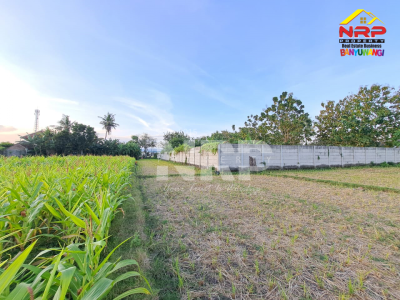 Dijual Tanah Sawah ditepi Jl.Tratas - Muncar, Banyuwangi Dijual Tanah Sawah ditepi Jl.Tratas - Muncar, Banyuwangi Dijual Tanah Sawah ditepi Jl.Tratas - Muncar, Banyuwangi&nbsp;
900 Meter dari Pantai Muncar, 9 menit dari Pelabuhan muncar

Luas Tanah 5.049 NRP BANYUWANGI