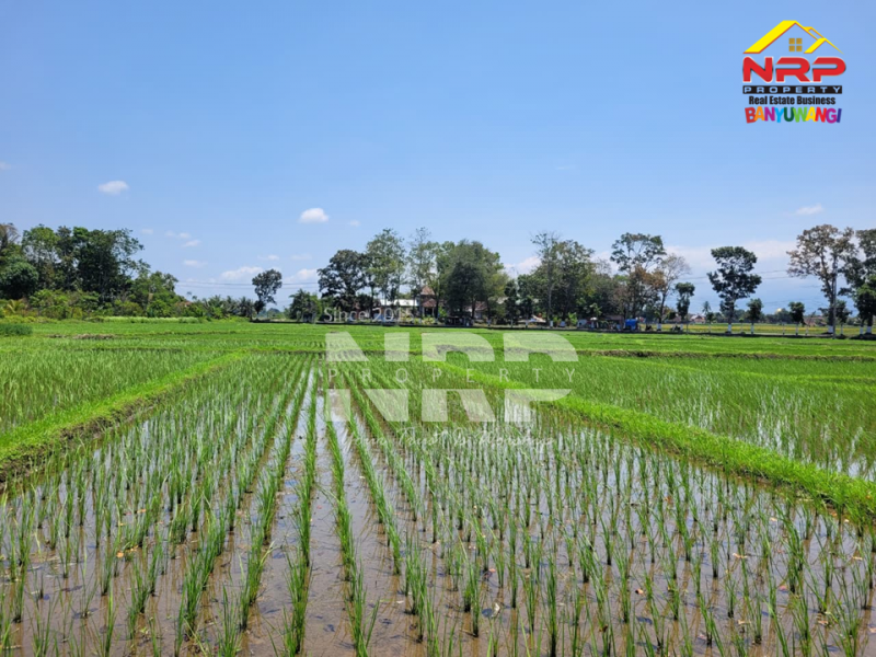 Dijual Tanah Sawah Murah 100 jutaan Produktif di Alasmalang - Banyuwangi Dijual Tanah Sawah Murah 100 jutaan Produktif di Alasmalang - Banyuwangi Dijual Tanah Sawah Murah 100 jutaan Produktif di Alasmalang - Banyuwangi
Sawah masih produktif hingga saat ini, Irigasi lancar.
Akses jalan kaki 100 meter NRP BANYUWANGI