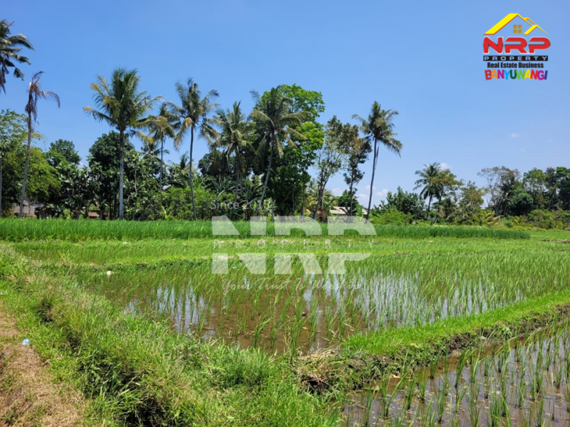Dijual Tanah Sawah Murah 100 jutaan Produktif di Alasmalang - Banyuwangi Dijual Tanah Sawah Murah 100 jutaan Produktif di Alasmalang - Banyuwangi Dijual Tanah Sawah Murah 100 jutaan Produktif di Alasmalang - Banyuwangi
Sawah masih produktif hingga saat ini, Irigasi lancar.
Akses jalan kaki 100 meter NRP BANYUWANGI