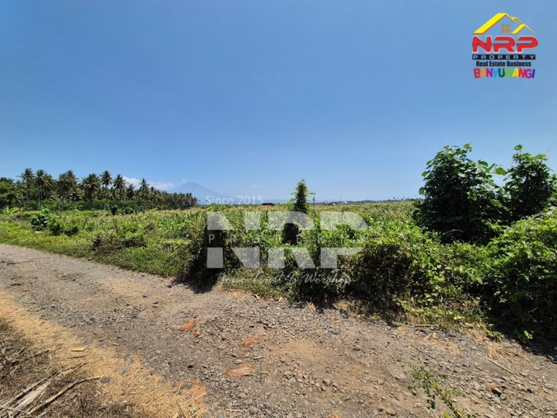 Dijual Tanah Sawah Murah 100 ribuan di Pondoknongko, Kabat - Banyuwangi  Dijual Tanah Sawah Murah 100 ribuan di Pondoknongko, Kabat - Banyuwangi  Dijual Tanah Sawah Murah 100 ribuan di Pondoknongko, Kabat - Banyuwangi&nbsp;
Tanah sudah bersertifikat akses jalan sudah ada. 400 meteran dari bibir NRP BANYUWANGI